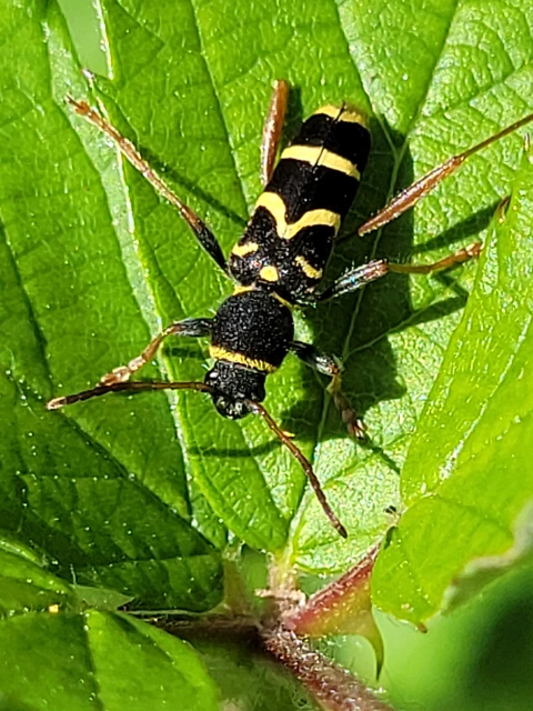 Clytus arietis - közönséges darázscincér