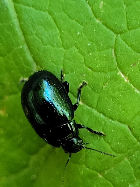 Chrysolina oricalcia - bronzos levélbogár