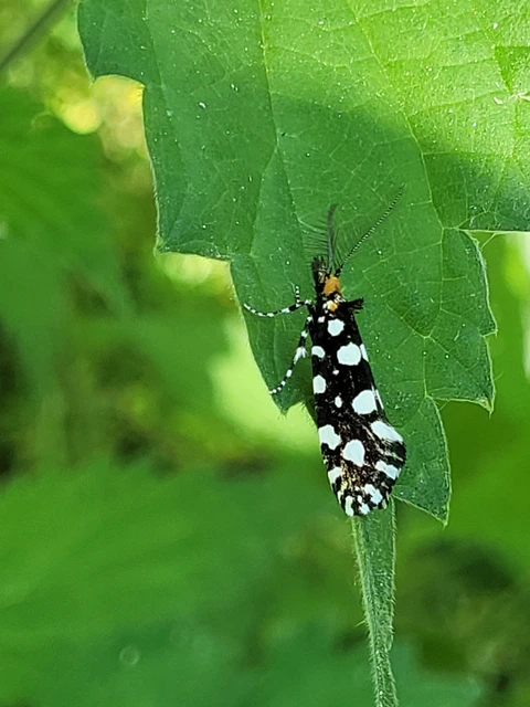 Euplocamus anthracinalis - fésűscsápú korhadékmoly