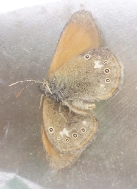 Coenonympha glycerion - közönséges szénalepke