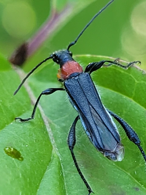 Callimoxys gracilis - frakkos cincér