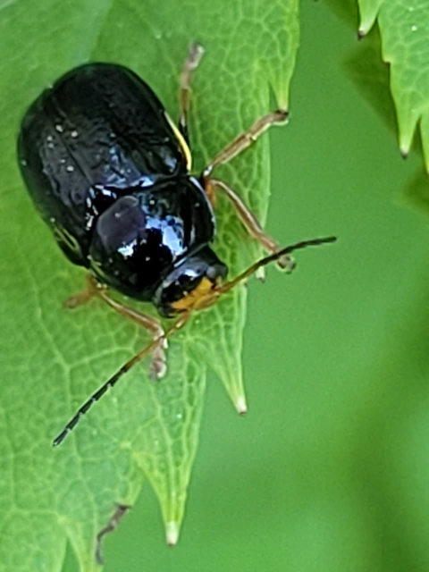 Cryptocephalus bameuli/flavipes