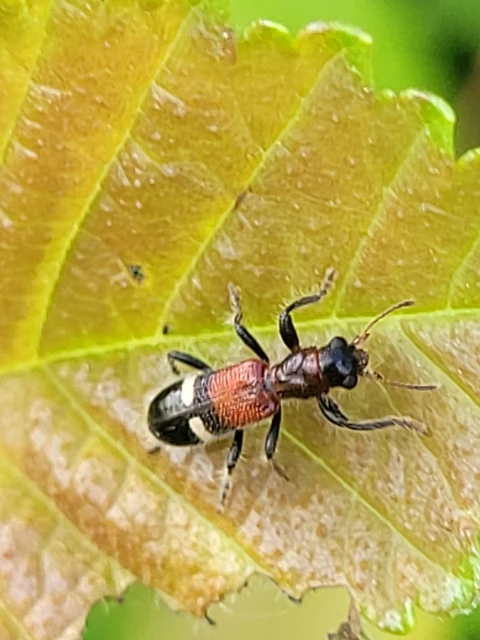Opilo taeniatus - szalagos szúfarkas