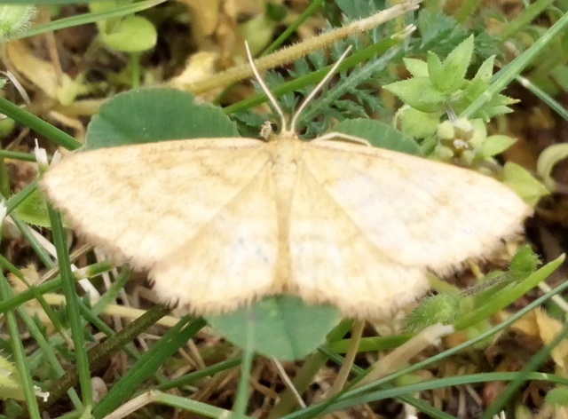 Idaea serpentata - kis sávosaraszoló