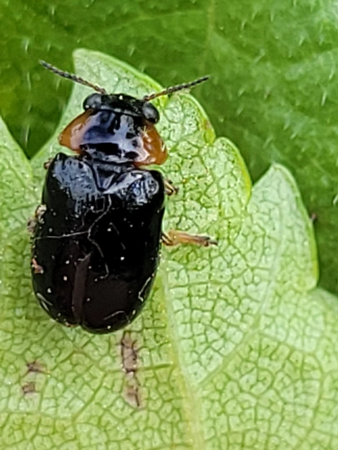 Smaragdina aurita - feketehátú zsáklevelész
