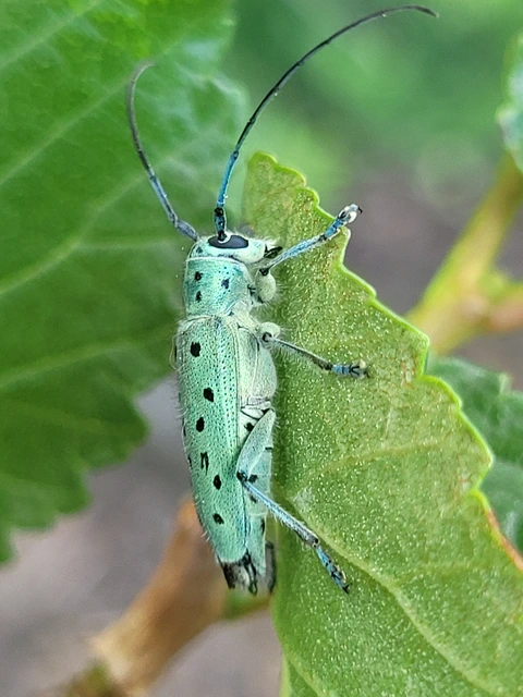 Saperda punctata - pettyes szilcincér Saperda punctata - pettyes szilcincér