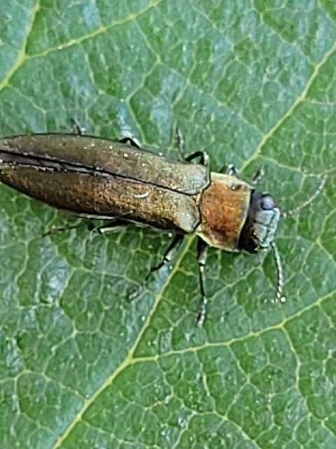 Agrilus auricollis - szil-karcsúdíszbogár