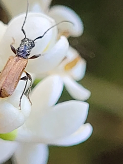 Stenhomalus bicolor - kétszínű hengercincér