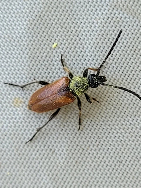 Pseudovadonia livida - barnás virágcincér