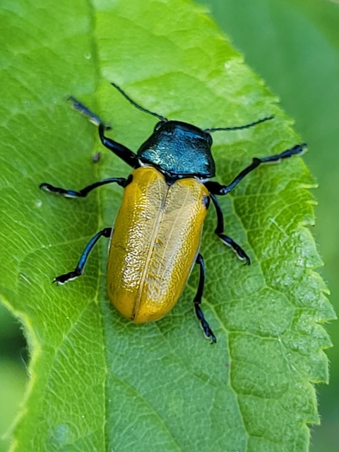 Labidostomis Labidostomis