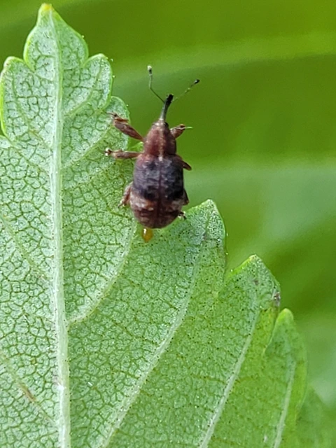 Anthonomus Anthonomus