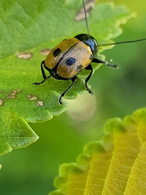 Cryptocephalus imperialis - daliás zömökbogár
