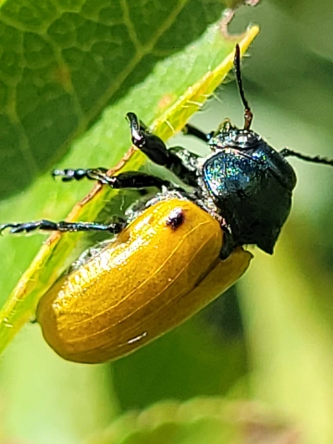 Labidostomis Labidostomis