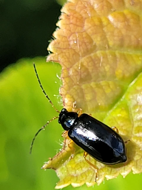 Luperus xanthopoda - sárgalábú szillevelész