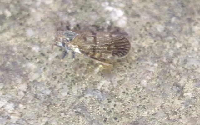 Cixius