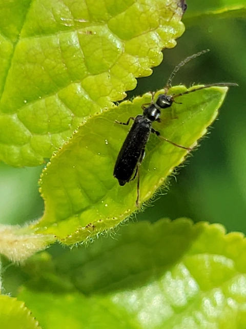 Rhagonycha