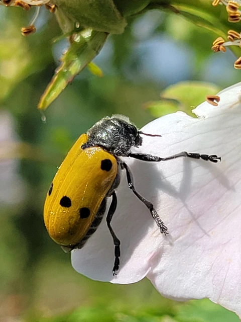 Lachnaia sexpunctata - szőrösnyakú zsákhordóbogár