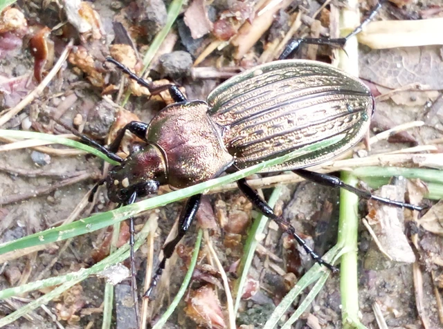 Carabus ulrichii - rezes futrinka Carabus ulrichii - rezes futrinka