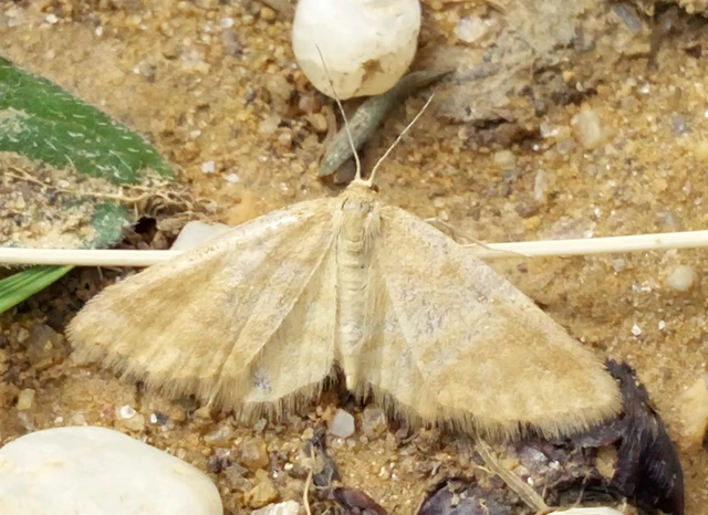 Idaea serpentata - kis sávosaraszoló