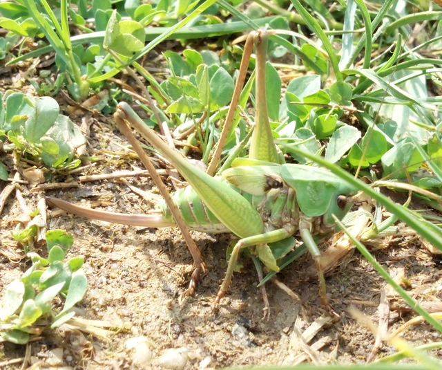 Decticus verrucivorus - szemölcsevő szöcske