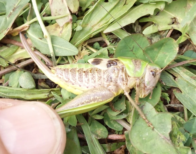 Decticus verrucivorus - szemölcsevő szöcske