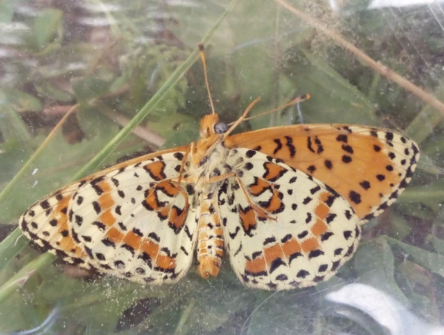Melitaea didyma - tüzes tarkalepke