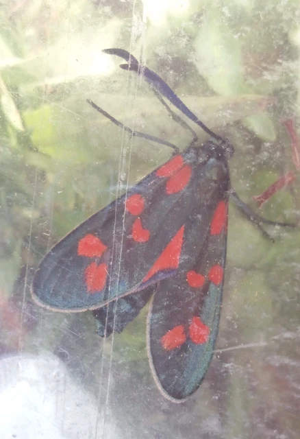 Zygaena filipendulae - acélszínű csüngőlepke