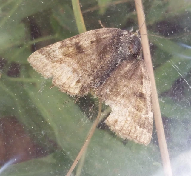 Euclidia glyphica - közönséges nappalibagoly