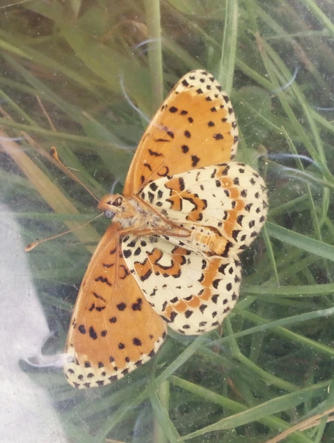 Melitaea didyma - tüzes tarkalepke