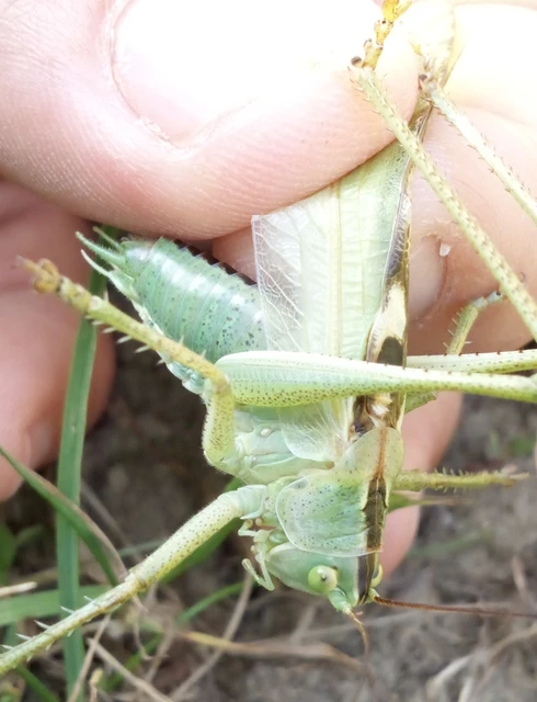 Tettigonia viridissima - zöld lombszöcske