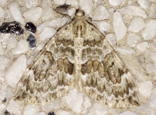 Thera variata/britannica