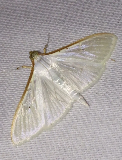 Palpita vitrealis - hófehér tűzmoly