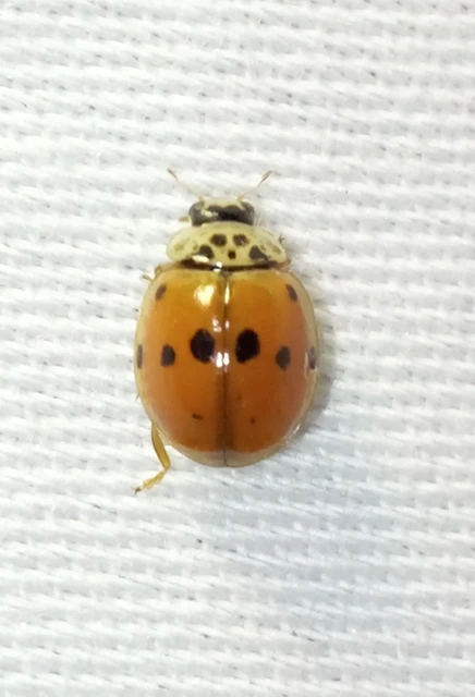 Adalia decempunctata - tízpettyes katica