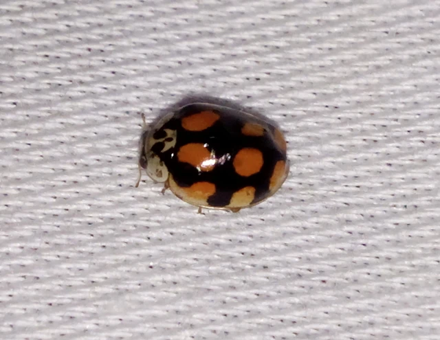 Adalia decempunctata - tízpettyes katica