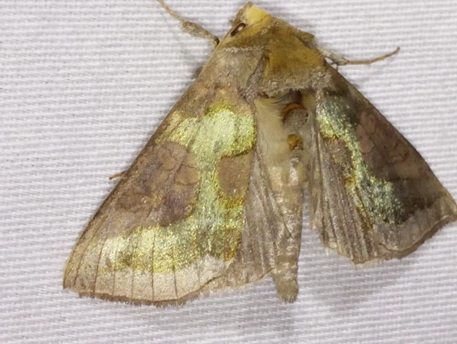 Diachrysia chrysitis/stenochrysis