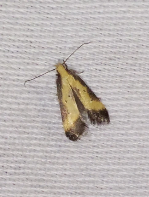 Brachmia dimidiella - citromkocsord-lápimoly