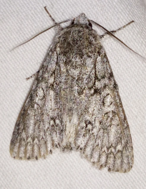 Acronicta aceris - vadgesztenye-szigonyosbagoly