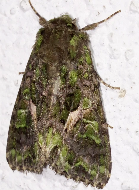 Trachea atriplicis - nyári zöldbagoly