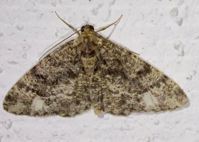 Parectropis similaria - barna zuzmóaraszoló