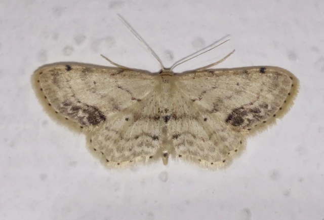 Idaea dimidiata - gyakori apróaraszoló