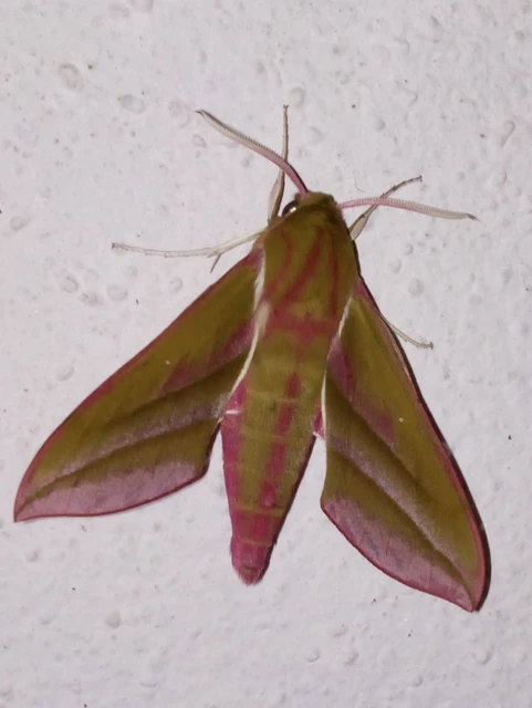 Deilephila elpenor - szőlőszender