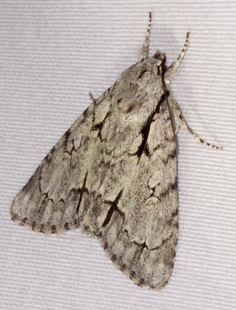 Acronicta cuspis/tridens/psi