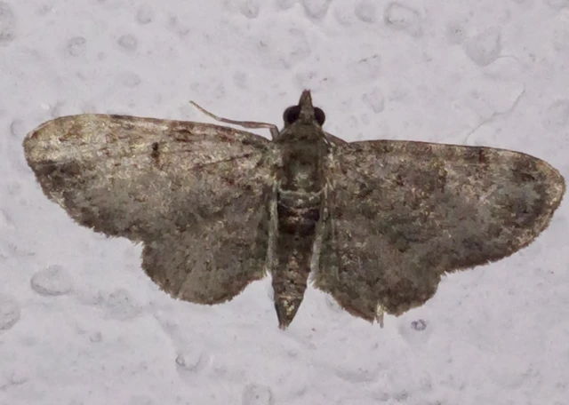 Pasiphila rectangulata - almavirág-araszoló