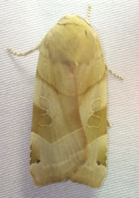 Noctua fimbriata - szélessávú sárgafűbagoly