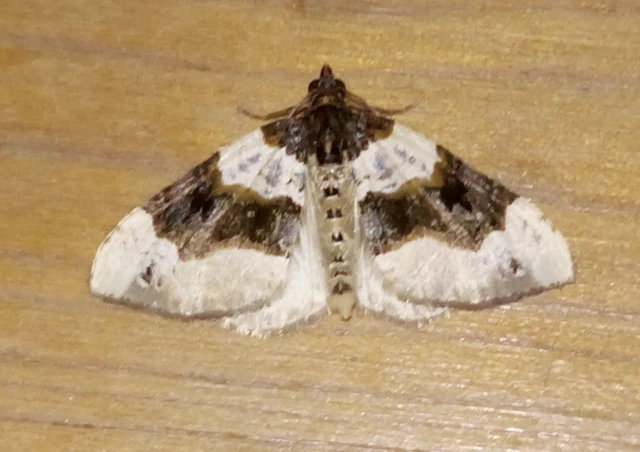 Cosmorhoe ocellata - szemes galajaraszoló