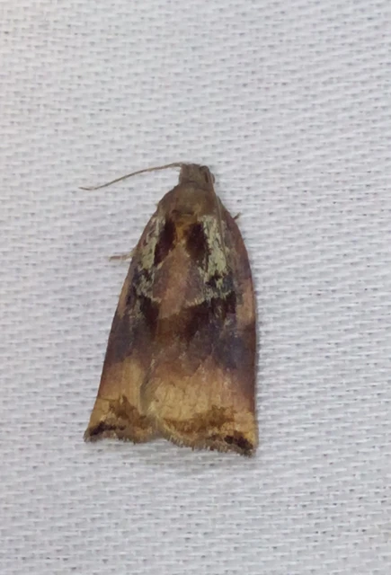 Archips podana - dudvarágó sodrómoly
