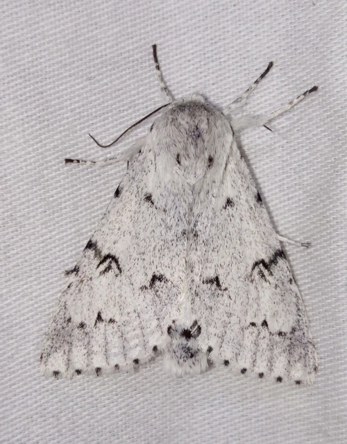 Acronicta leporina - fehér szigonyosbagoly