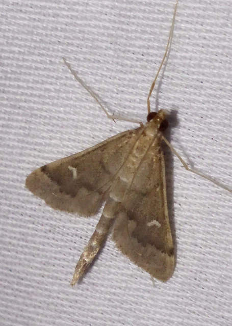 Dolicharthria punctalis - hosszúlábú tűzmoly