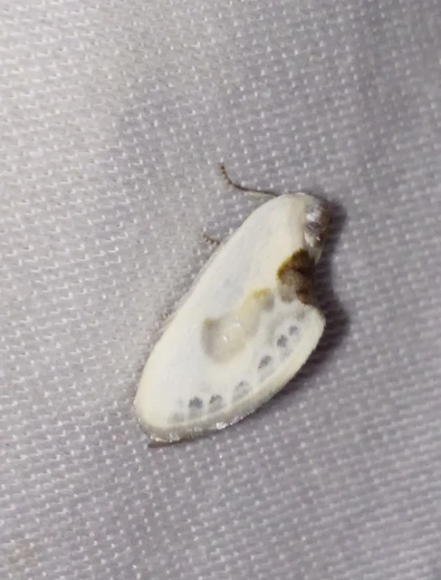 Cilix glaucata - törpe sarlósszövő