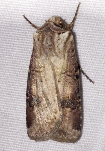 Agrotis clavis - zömök földibagoly